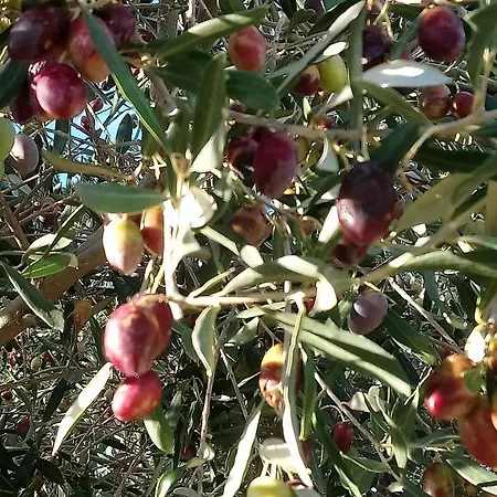 Couette-café L'esperluette En Camargue Uchaud